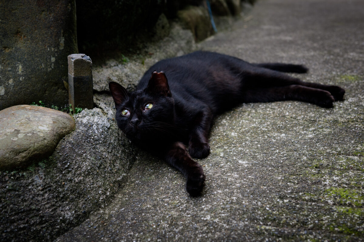 animal, cat, island, japan, japanese, kanto, natural, nature, oshima, tokyo