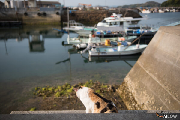 Tranquil coastal scene on Japans Manabe-shima island, featuring a cat by the harbor.