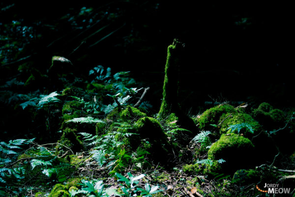 Explore Aokigahara: Japans Hauntingly Beautiful Forest.
