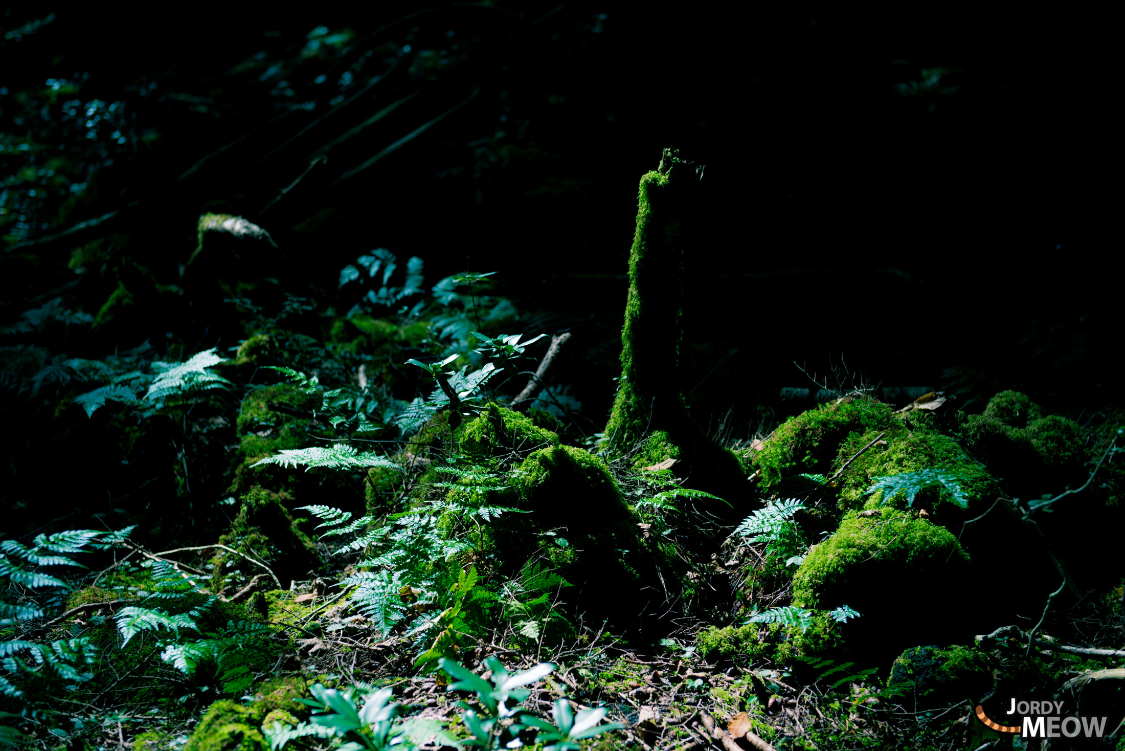 autumn, chubu, forest, japan, japanese, natural, nature, yamanashi