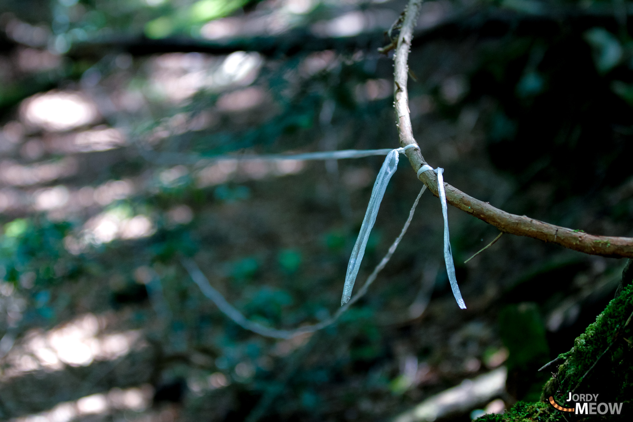 aokigahara, chubu, forest, japan, japanese, natural, nature, yamanashi