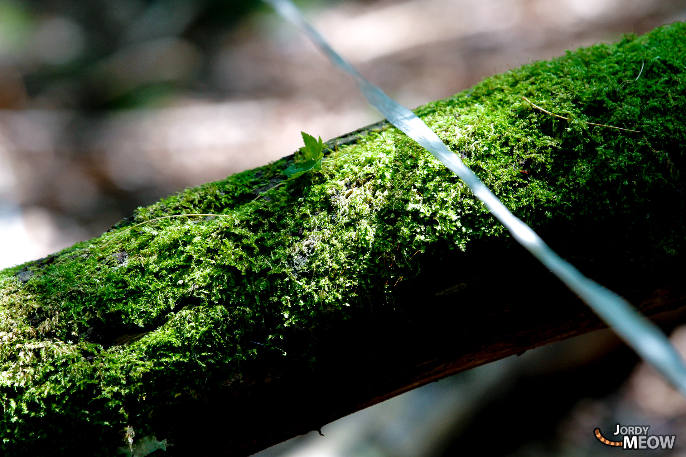 aokigahara, chubu, forest, japan, japanese, natural, nature, yamanashi