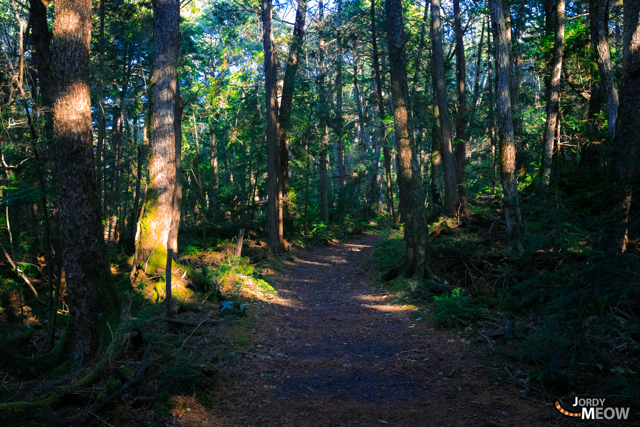 chubu, forest, japan, japanese, jukai, natural, nature, yamanashi