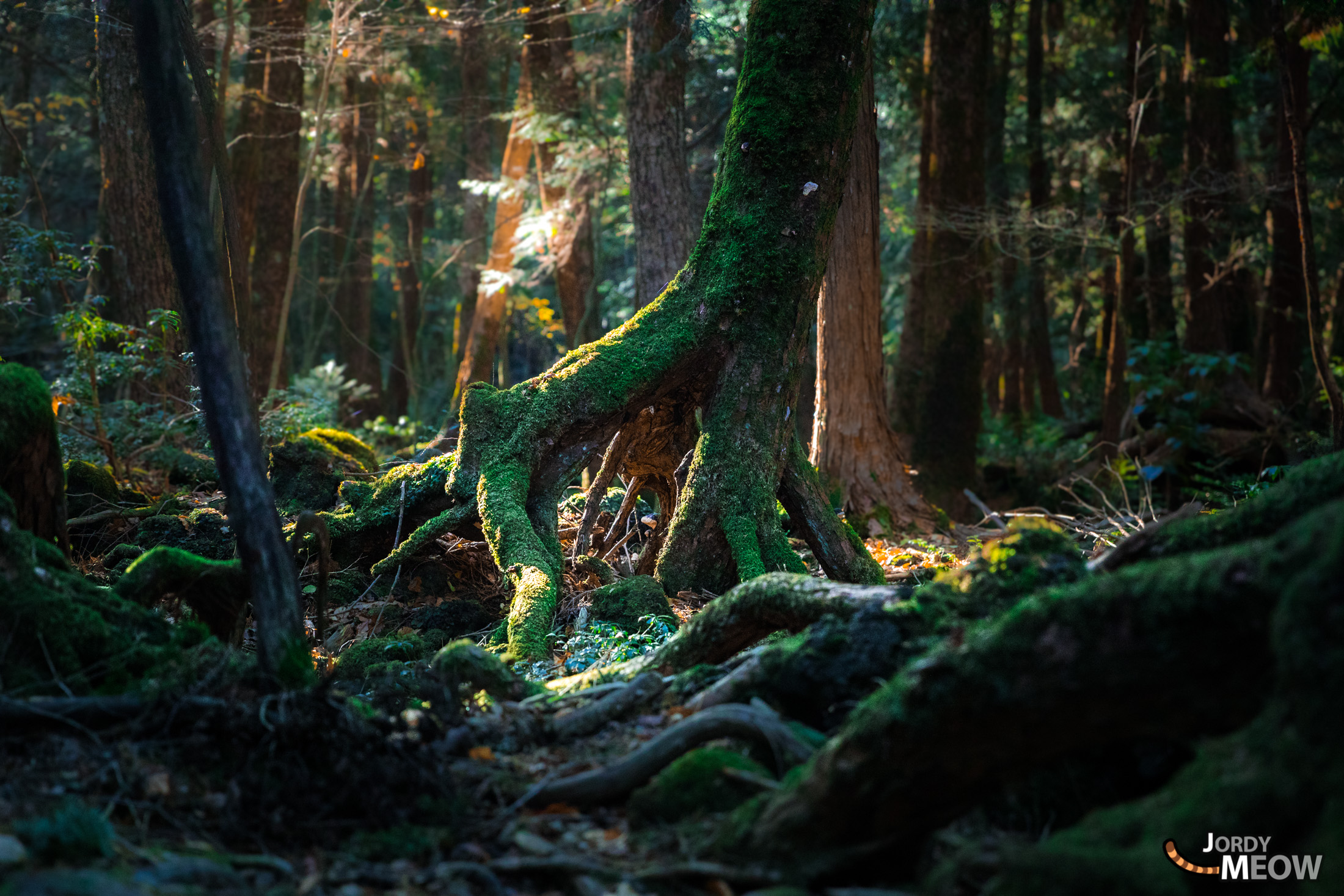 chubu, forest, japan, japanese, jukai, natural, nature, yamanashi