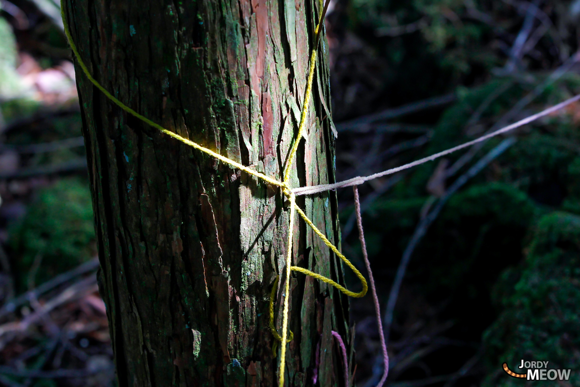 aokigahara, chubu, forest, japan, japanese, natural, nature, yamanashi