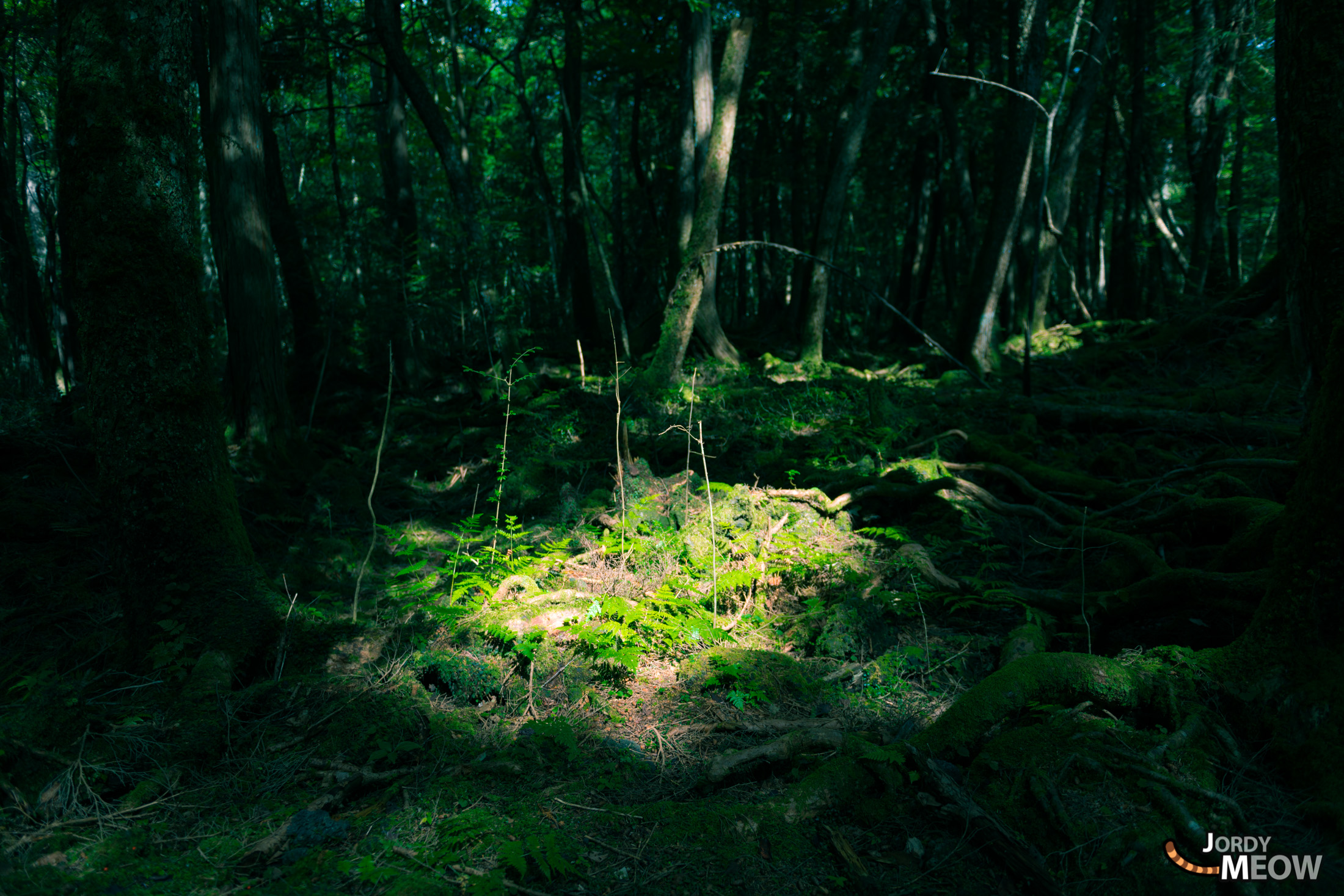 autumn, chubu, forest, japan, japanese, natural, nature, yamanashi