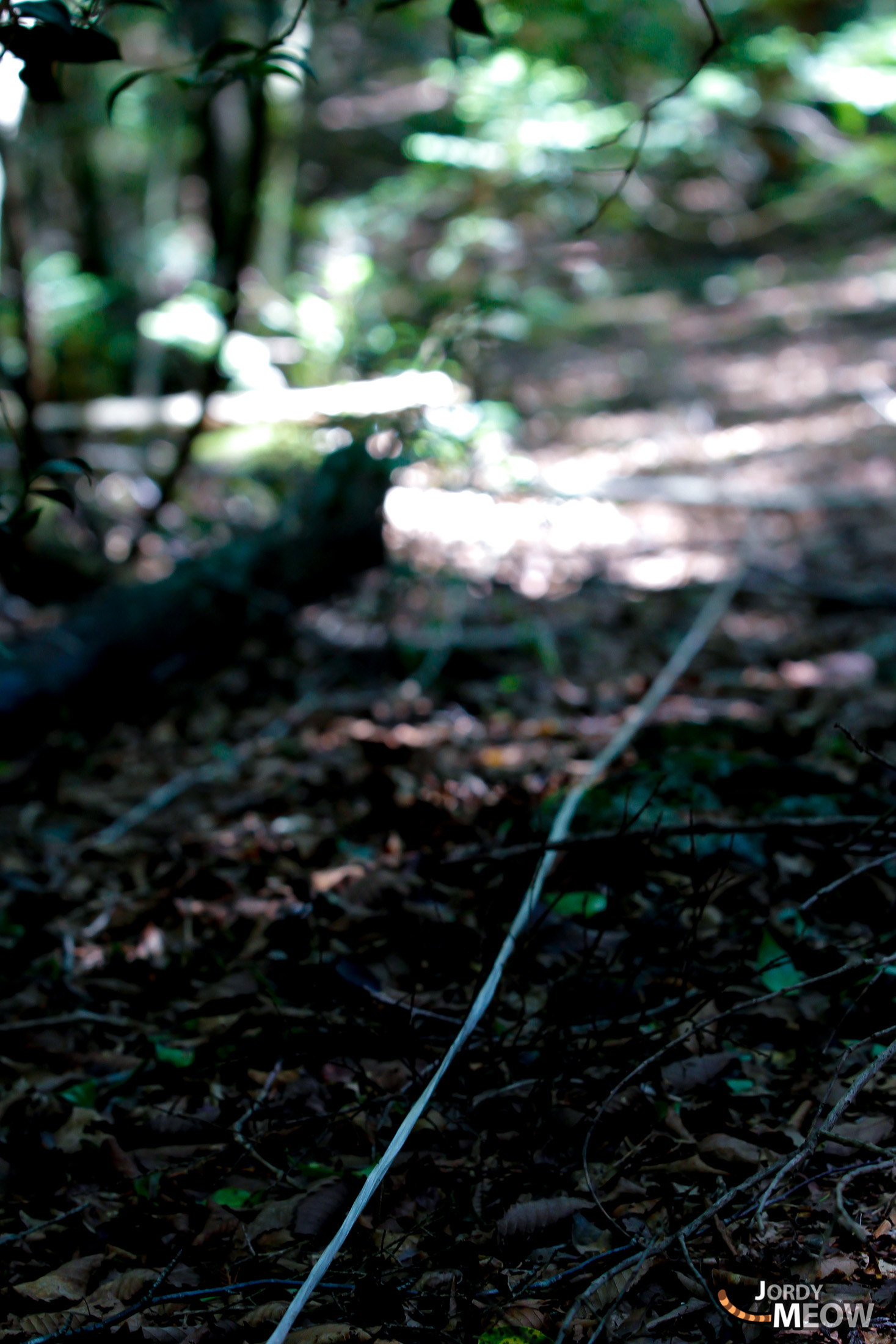 aokigahara, chubu, forest, japan, japanese, natural, nature, yamanashi