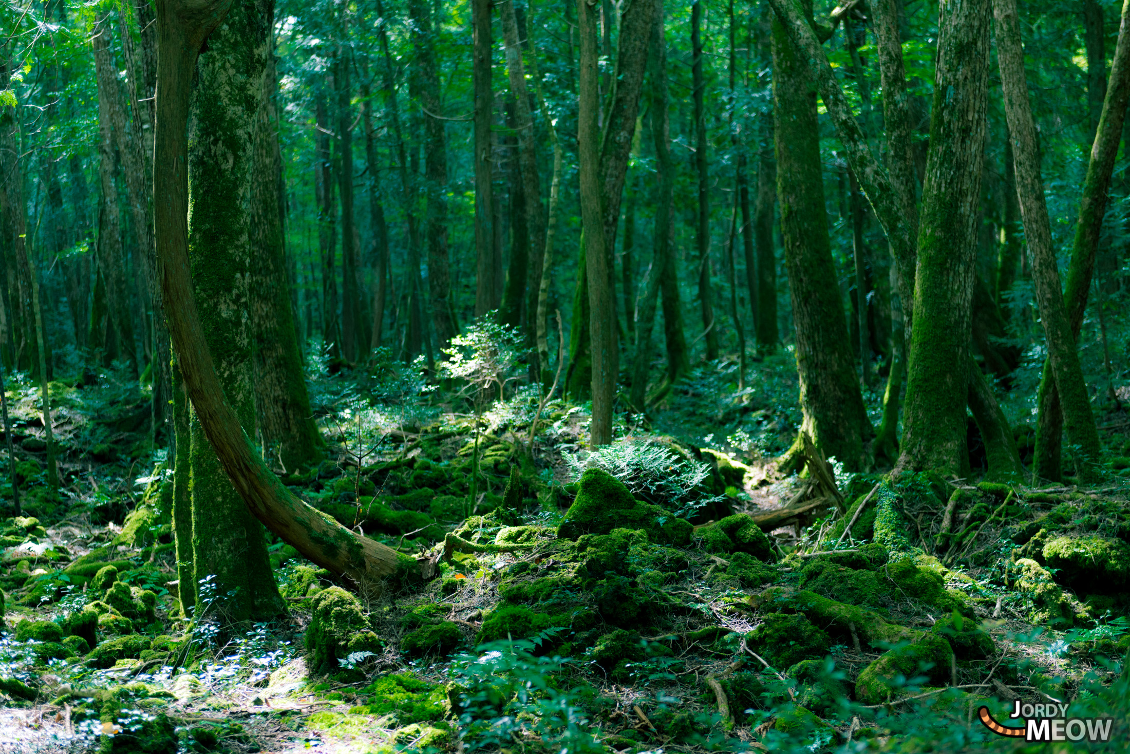 autumn, chubu, forest, japan, japanese, natural, nature, yamanashi