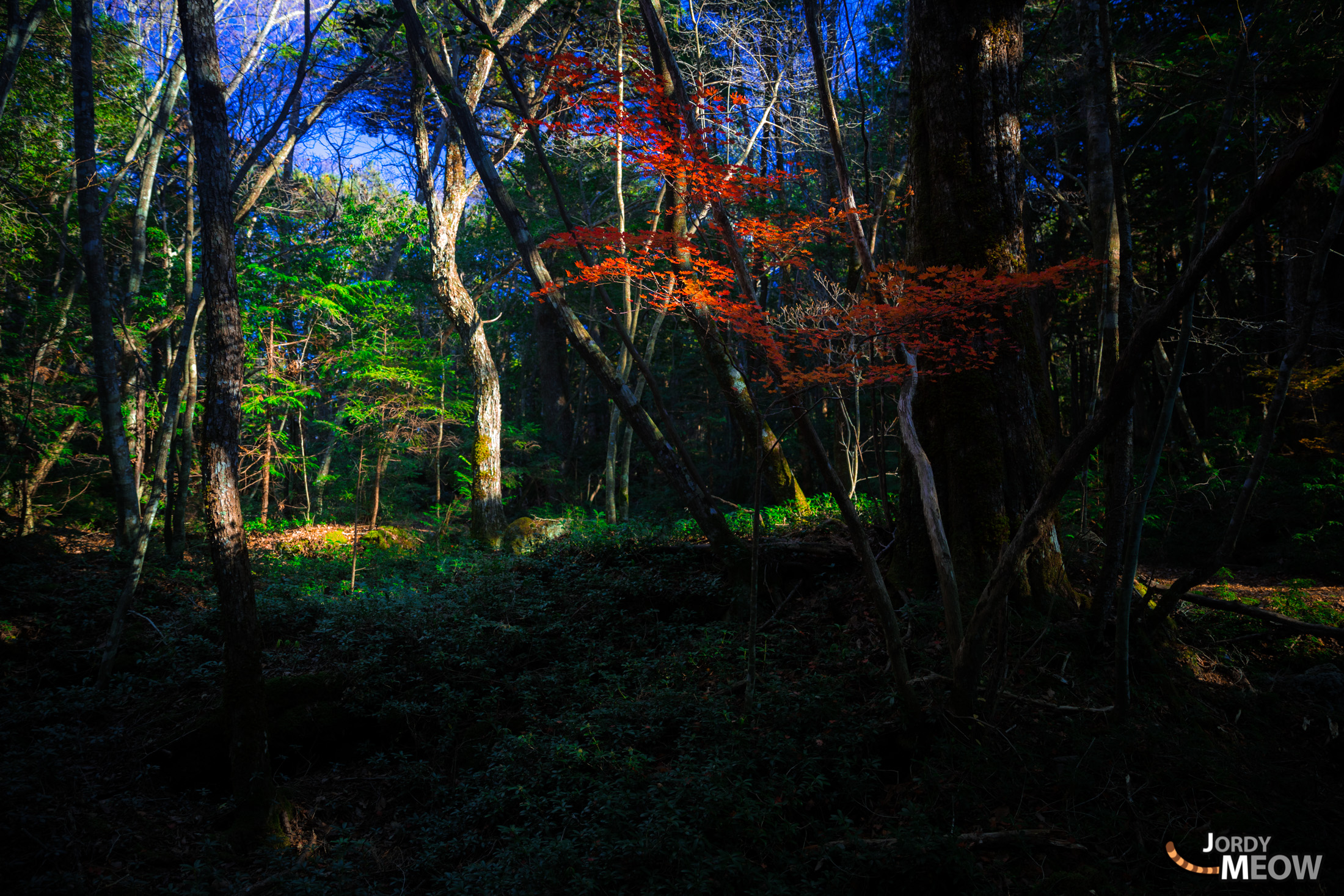 autumn, chubu, forest, japan, japanese, jukai, natural, nature, yamanashi