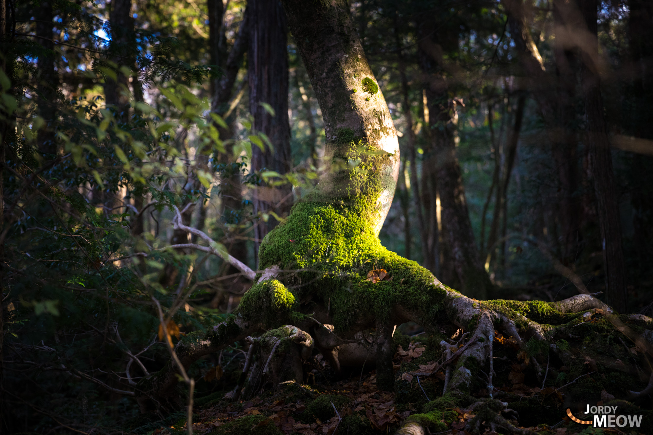 chubu, forest, japan, japanese, jukai, natural, nature, yamanashi