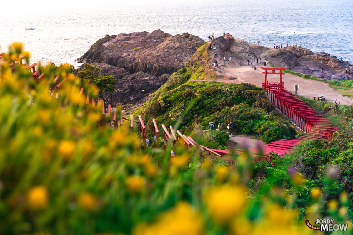 chugoku, flower, japan, japanese, natural, nature, religion, religious, shinto, shrine, spiritual, thing, tori, yamaguchi