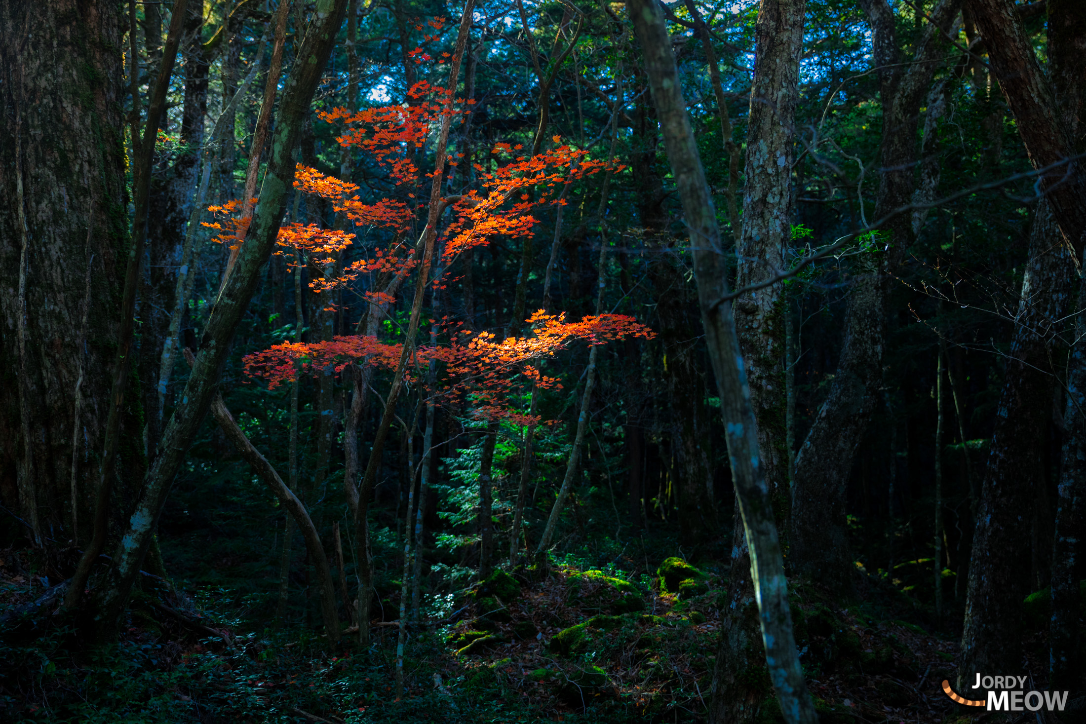 Scenic Forest Trail on Shikinejima Island, Japan