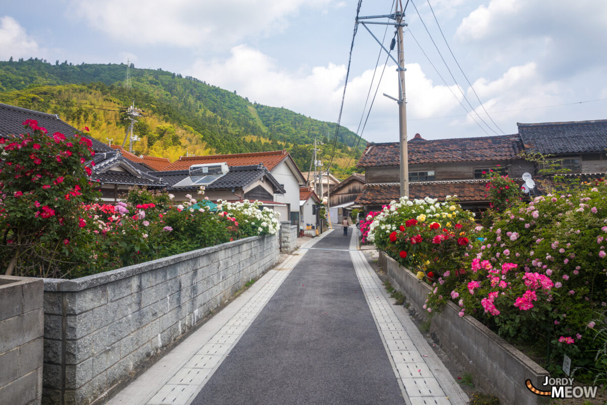 chugoku, flower, island, japan, japanese, natural, nature, rose, shimane