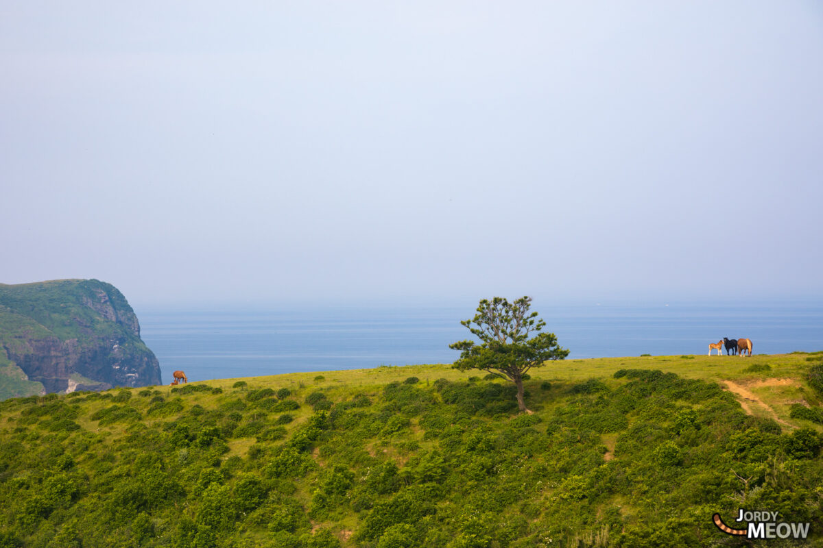 chugoku, island, japan, japanese, shimane