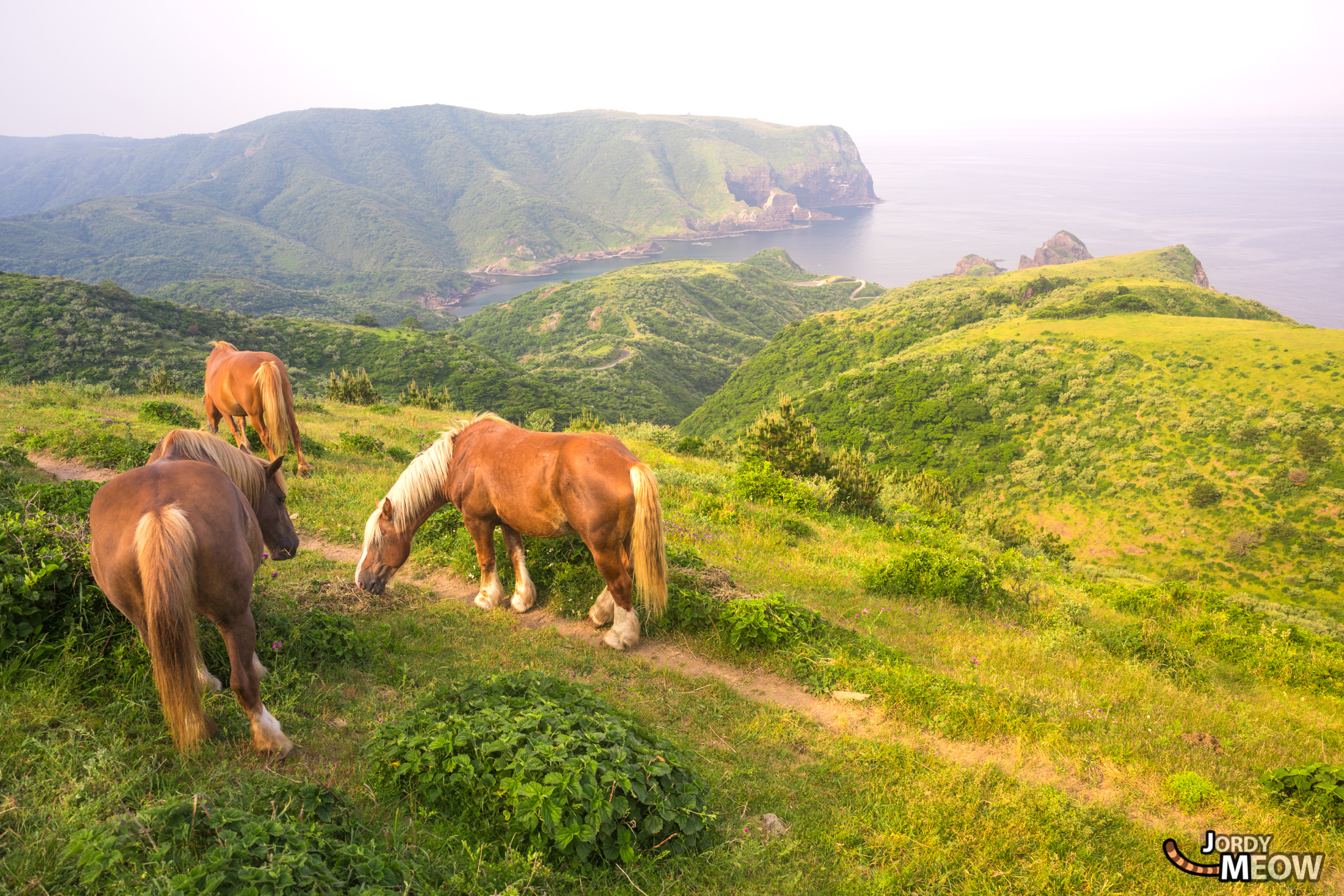 Tranquil beauty of Nishinoshimas Kuniga Coast with grazing horses and mist-covered mountains.