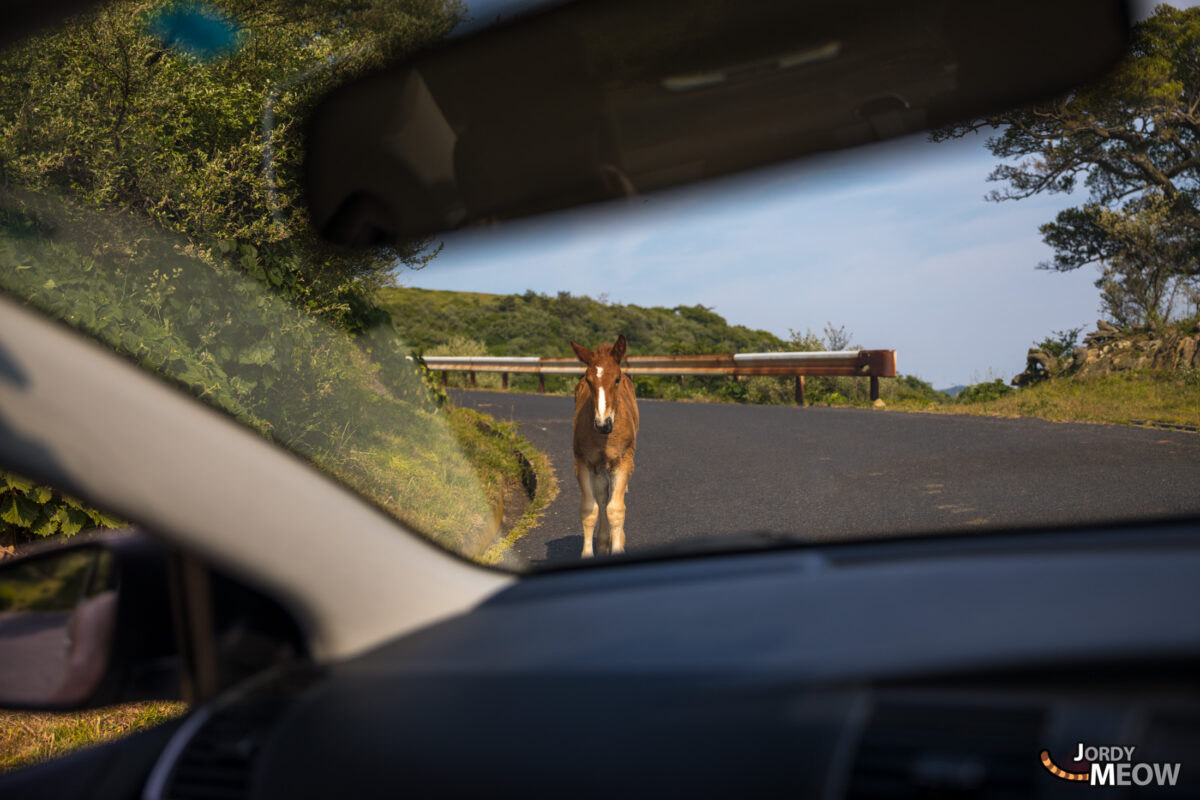 animal, chugoku, horse, island, japan, japanese, natural, nature, shimane