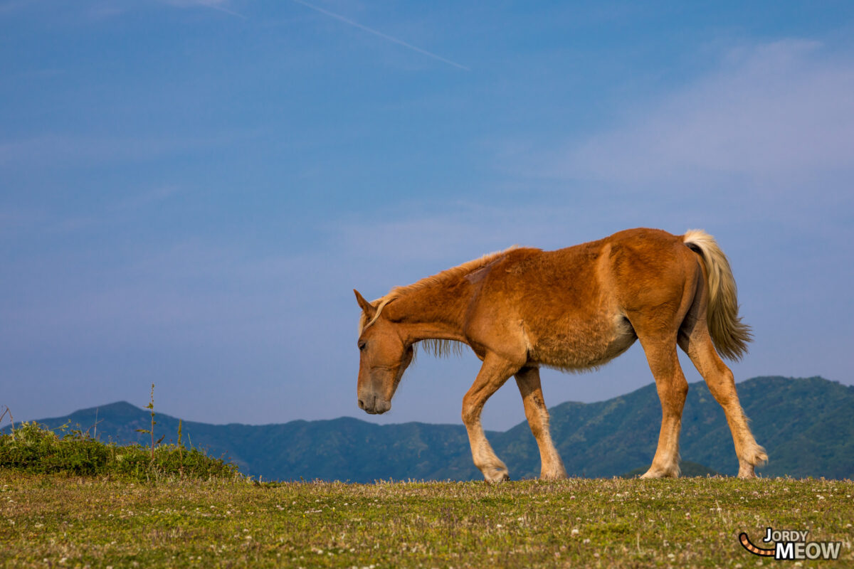 animal, chugoku, horse, island, japan, japanese, natural, nature, shimane