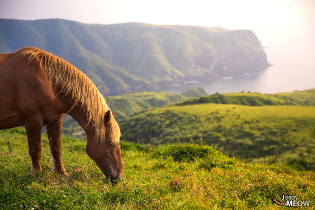 animal, chugoku, horse, island, japan, japanese, natural, nature, shimane