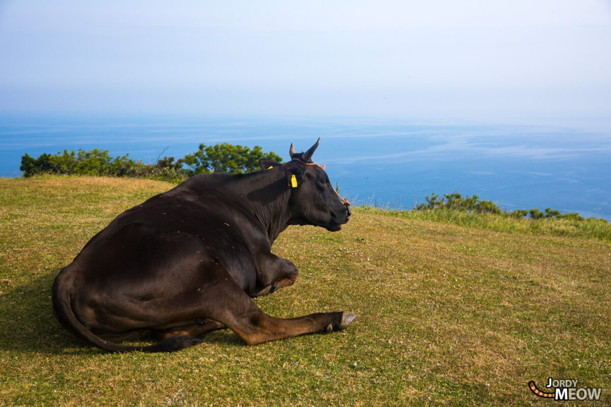 animal, chugoku, cow, island, japan, japanese, natural, nature, shimane