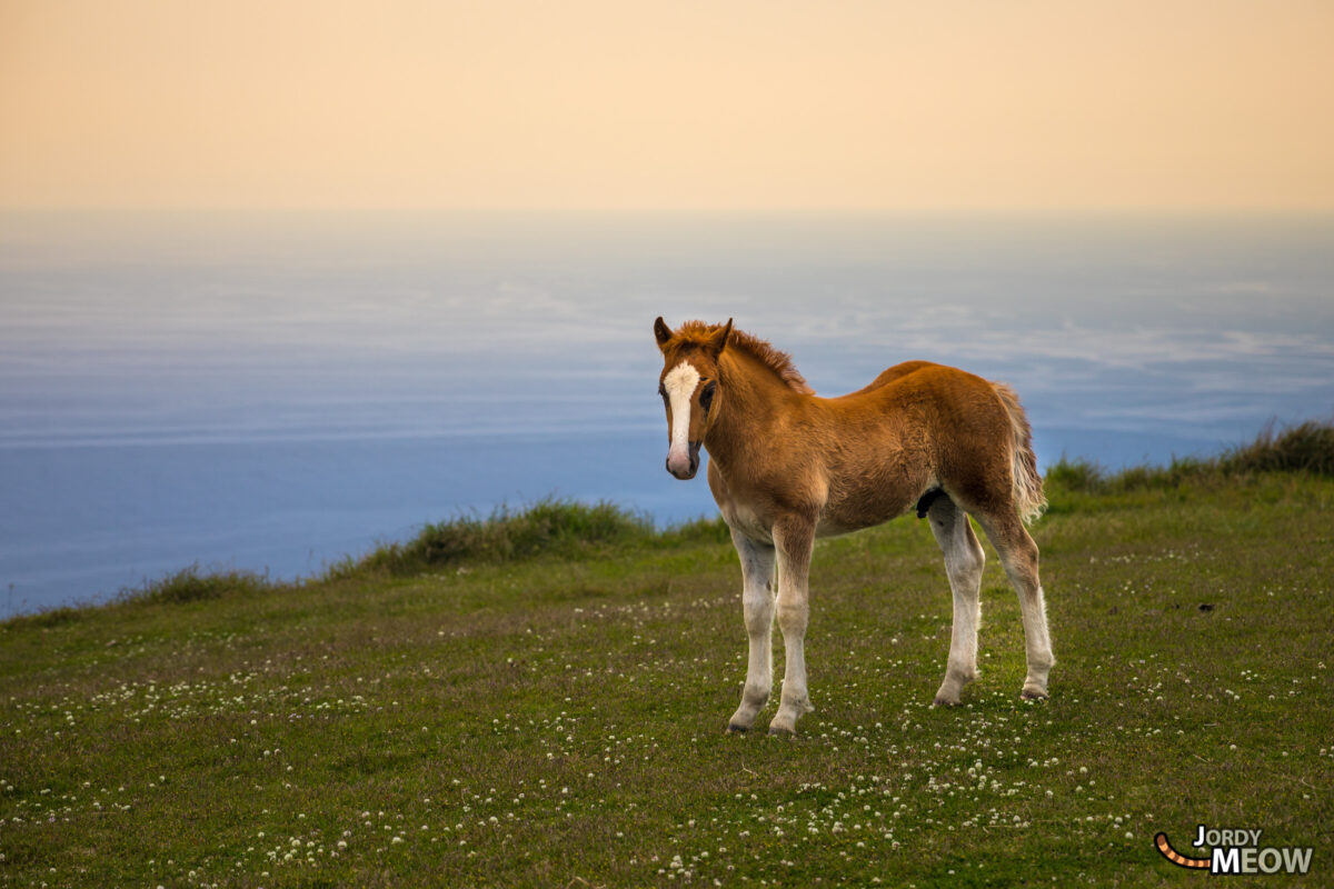 animal, chugoku, horse, island, japan, japanese, natural, nature, shimane