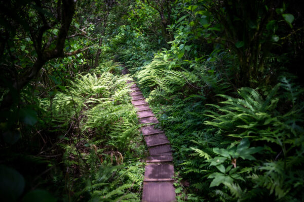 Lush forest trail on volcanic Mount Hachijo-Fuji, Tokyo Islands.