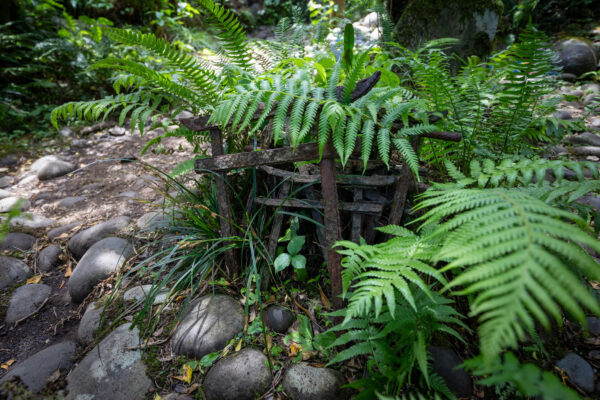 Lush subtropical forest on Hachijo-jima, Tokyo Islands