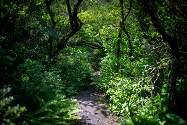 Lush forest trail on Mount Hachijo-Fuji, Izu Islands