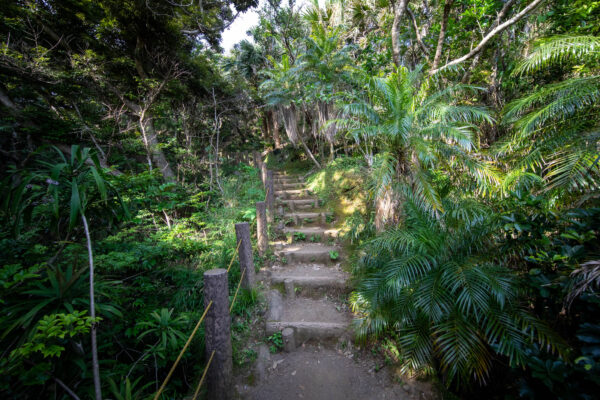 Lush jungle path behind Uramigataki Waterfalls cascading waters.