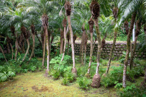 Okinawas Stone Wall Forest Sanctuary