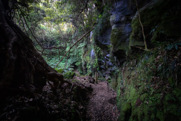 Serene forest waterfall trail, natures tranquil oasis.