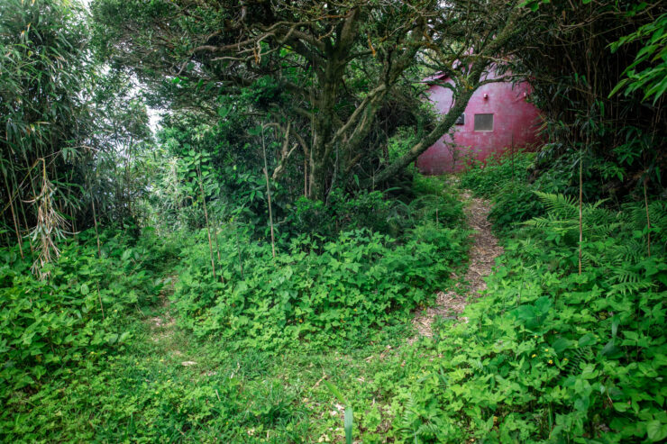 Serene Japanese shrine path in sacred forest