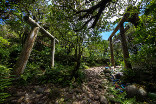 Lush forest trail to Mount Hachijo-Fuji volcanic peak