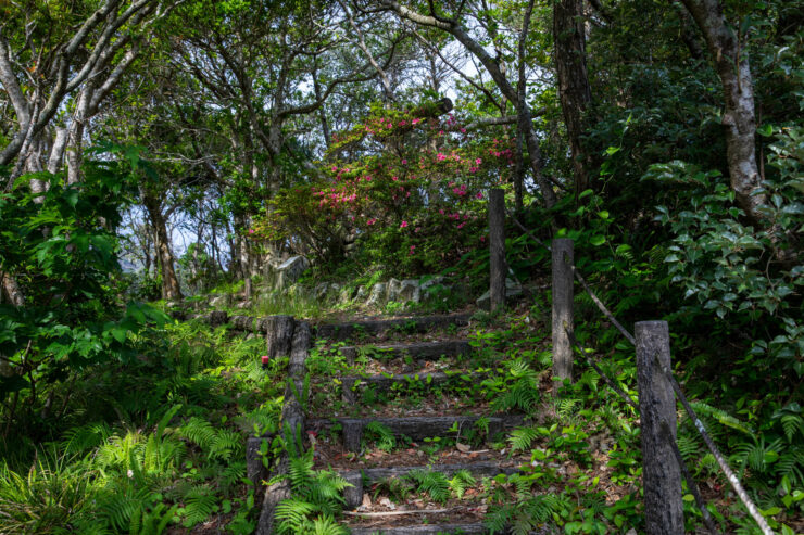 Verdant Forest Path to Serenity