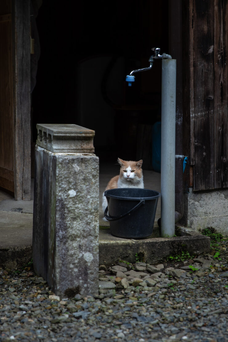 Rustic feline haven, serene rural atmosphere.