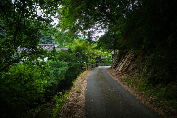 Tranquil Japanese forest trail, cultural heritage.