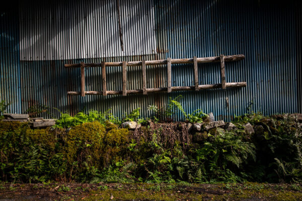 Overgrown rustic ladder embraced by verdant nature