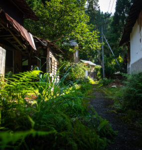 Abandoned overgrown village path through lush foliage.