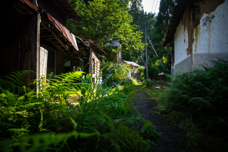 Abandoned overgrown village path through lush foliage.