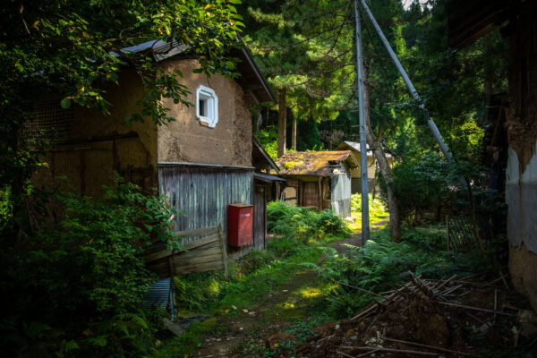 Rustic secluded cabin, lush forest wilderness