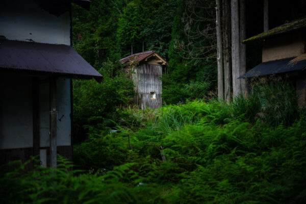 Tranquil mossy forest retreat with rustic shed