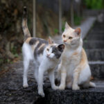 Cats lounging on historic Tomonoura staircase amid greenery.