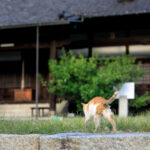 Timeless Japanese Port Town Tomonoura