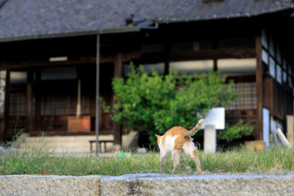 Timeless Japanese Port Town Tomonoura