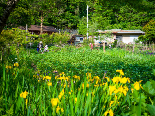 Idyllic daffodil field in rural Japanese village Nagoro.