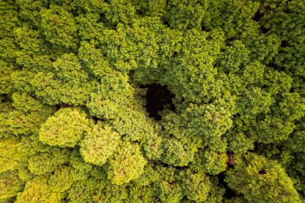 Lush Japanese forest aerial view