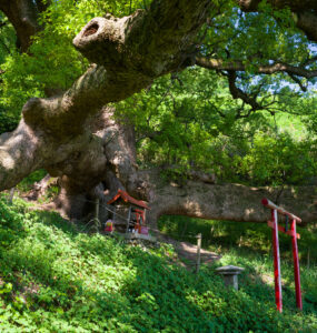 Ancient sacred tree amidst forest shrines