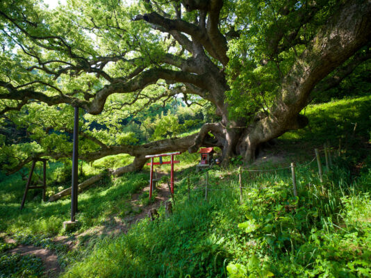 Shishijima ancient twisted tree path landscape.