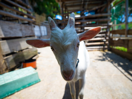 Curious white goat closeup portrait on farm