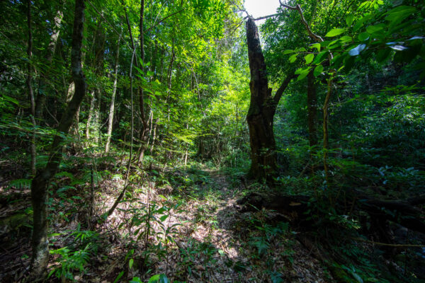 Lush Ancient Japanese Forest Trail