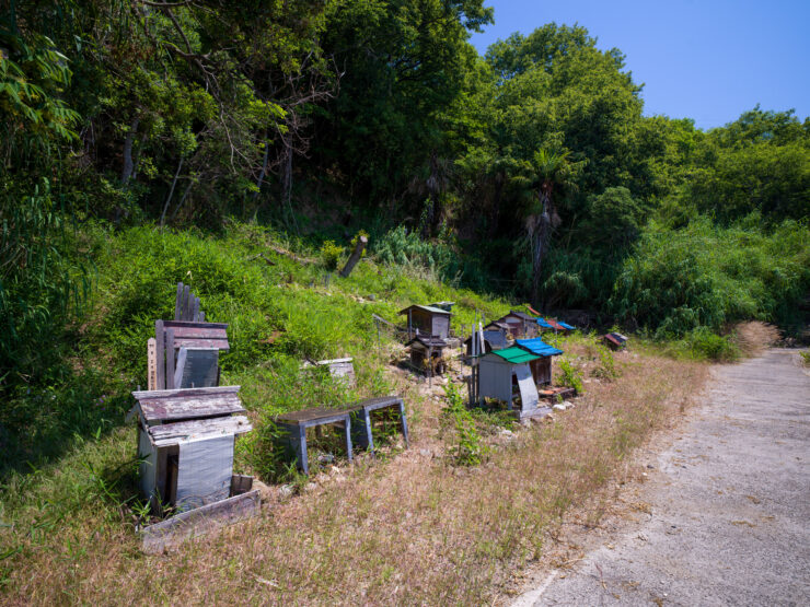 Rustic forest dwellings trail, serene nature exploration.